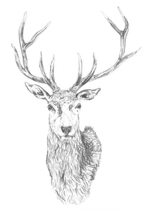 Stag Cards